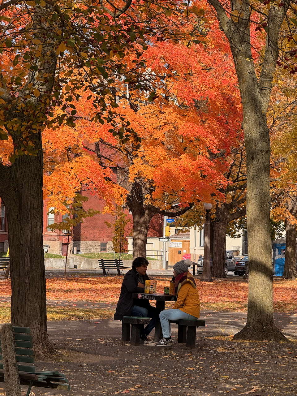 Two people sitting at the park talking, under a beautiful canopy of fall colours