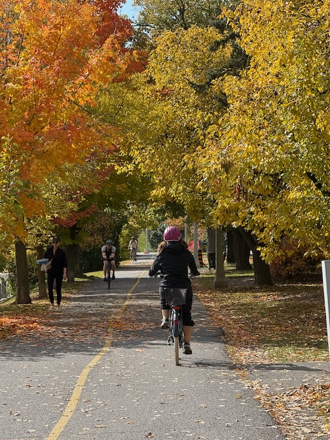 A lady wearing a pink helmet rides her bike towards an arch of leaves in beautiful yellow colour