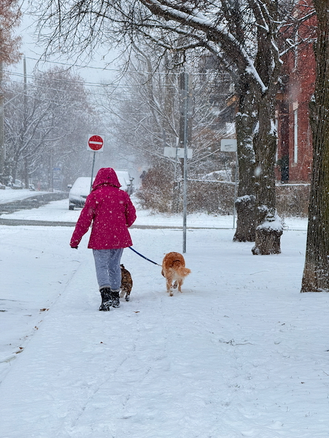 A person waling their dogs, Ottawa