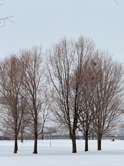Major’s Hill Park, Ottawa. Central lawn