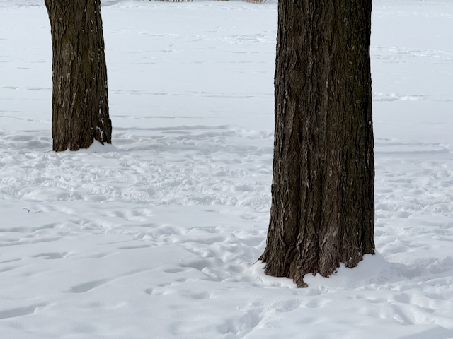 Major’s Hill Park, Ottawa. Central lawn