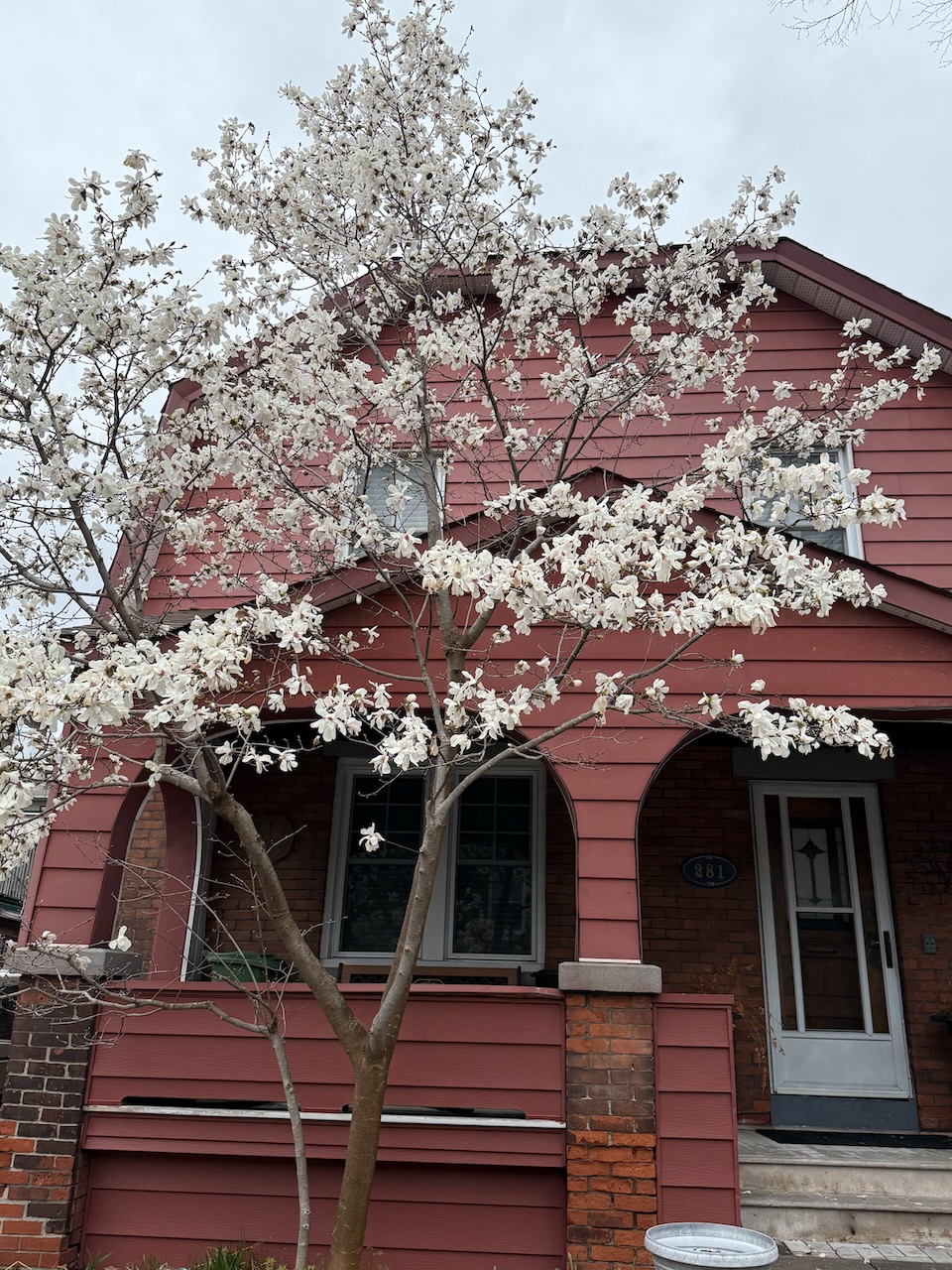 The nice tree with beautiful white flowers that smell nice