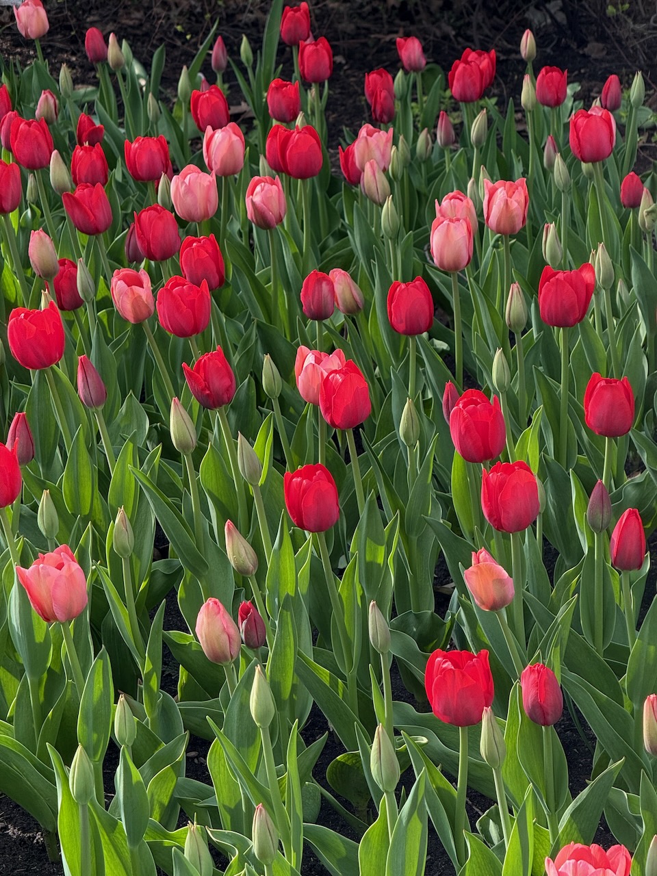 Tulips at Commisioner’s Park