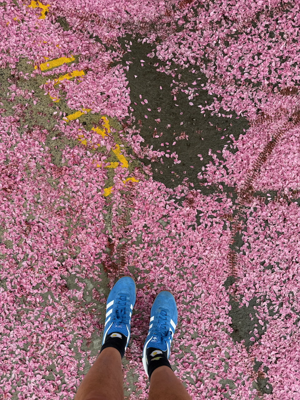 Apple tree petals on the ground